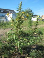 Imagem de Oenothera biennis L.