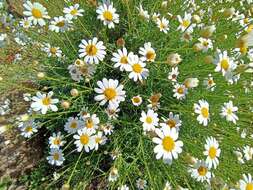 Image of Argyranthemum frutescens subsp. frutescens