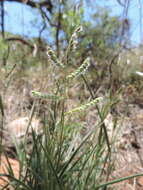 Plancia ëd Brachiaria nigropedata (Munro ex Ficalho & Hiern) Stapf