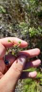 Image of Sand Everlasting