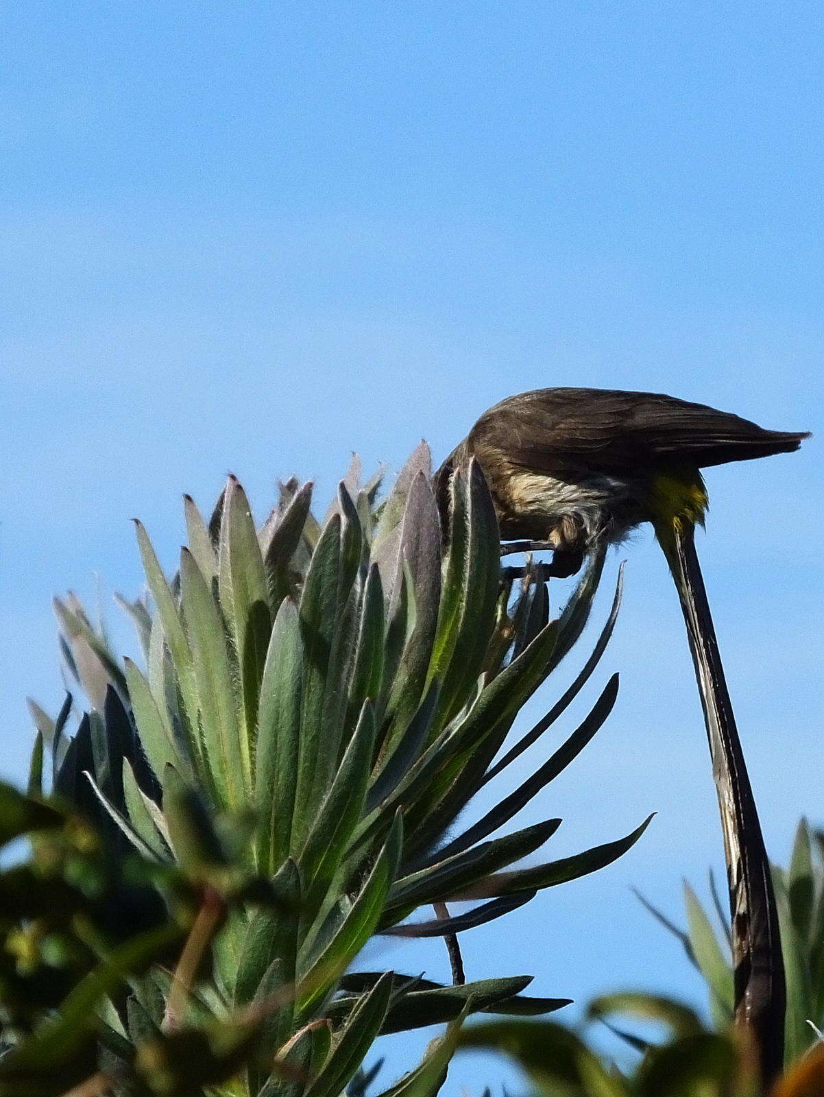 Plancia ëd Protea coronata Lam.