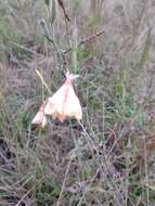 Plancia ëd Oenothera parodiana Munz