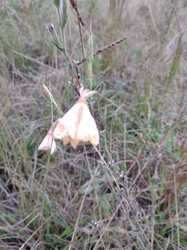 Oenothera parodiana Munz的圖片