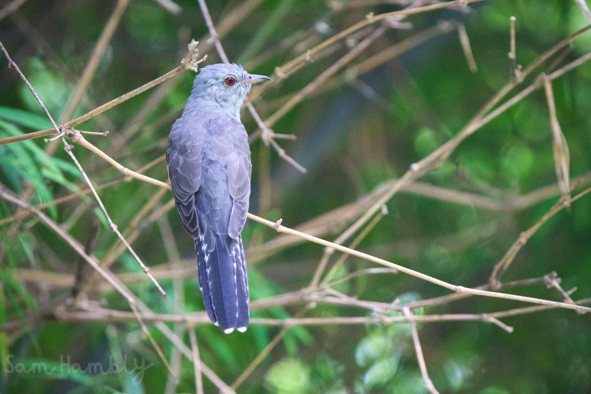 Cacomantis merulinus querulus Heine 1863的圖片