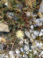 Image of Centaurea dichroantha A. Kerner