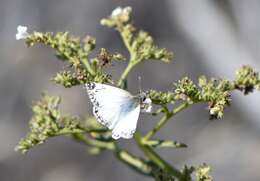 Sivun Heliopetes ericetorum Boisduval 1852 kuva