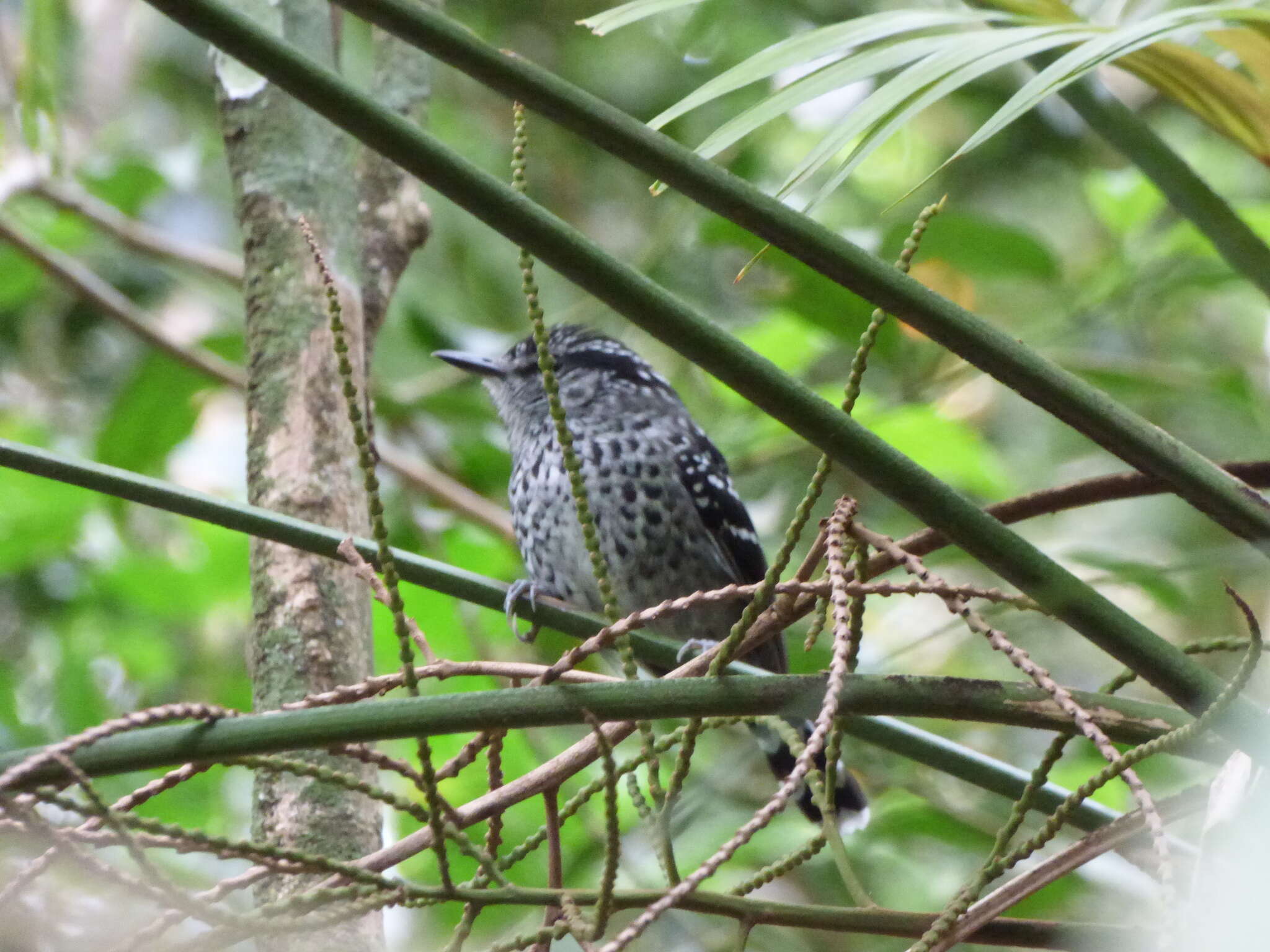 Image of Scaled Antbird