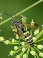 Image of Gorytes atricornis Packard 1867