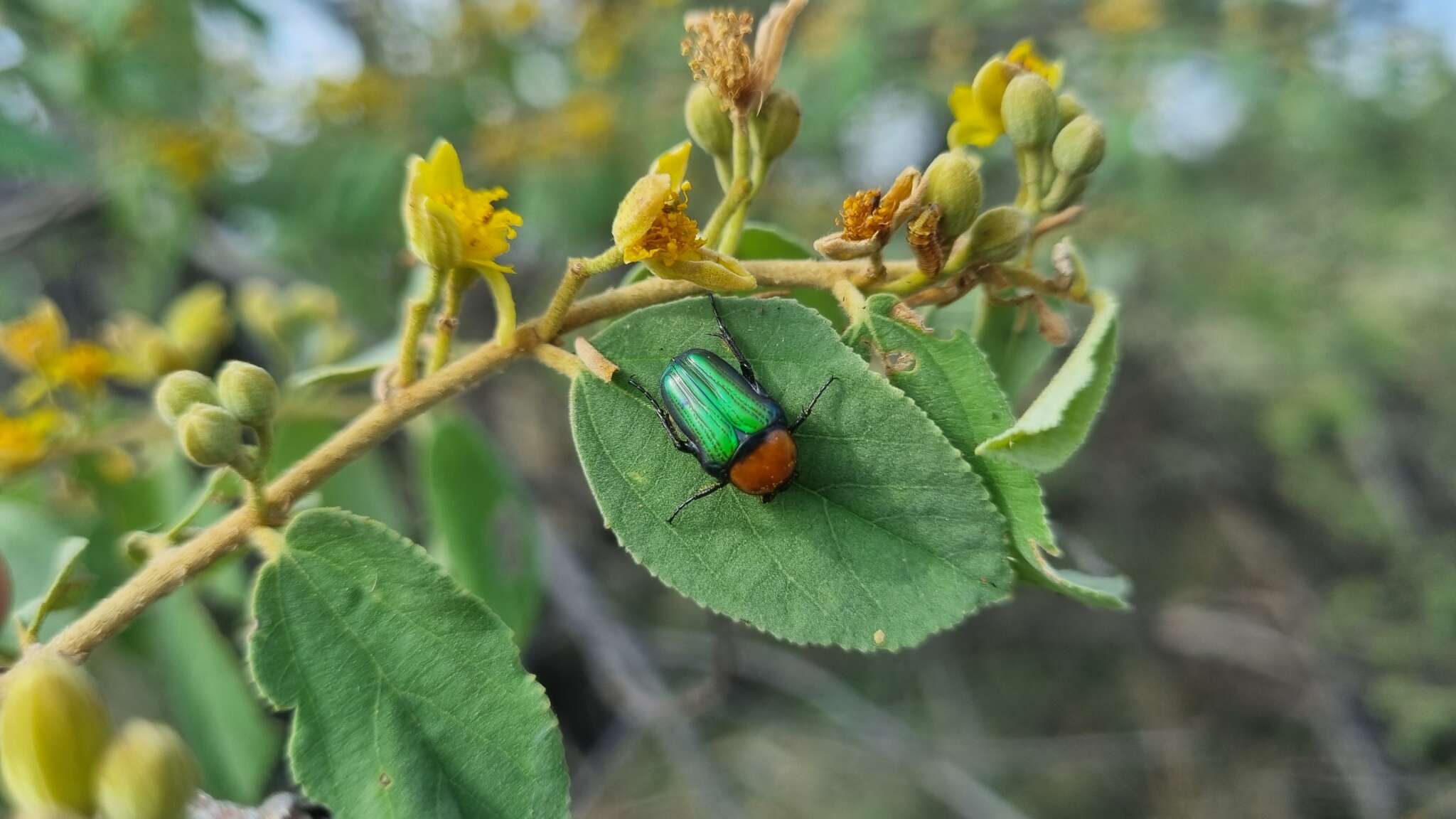 Image of Amethyst Fruit Chafer