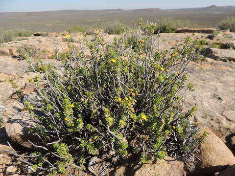 Image of Euryops imbricatus (Thunb.) Less.