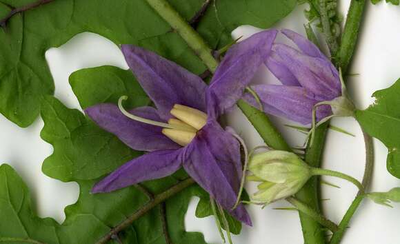 Image of Solanum mahoriense W. G. D' Arcy & A. Rakotozafy