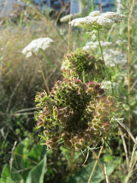 Image of Queen Anne's lace