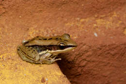 Image of Hydrophylax gracilis (Gravenhorst 1829)