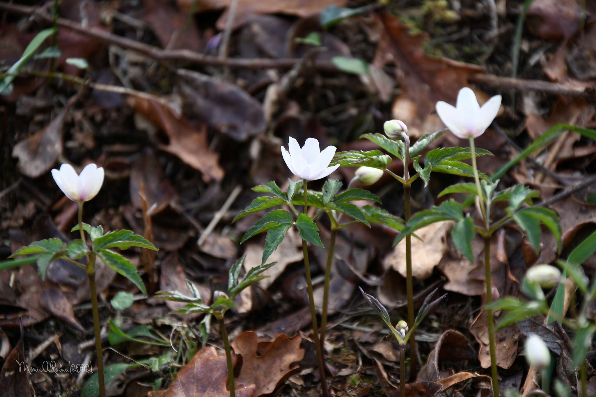 Plancia ëd Anemone trifolia subsp. albida (Mariz) Ulbr.