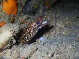 Image of Little moray