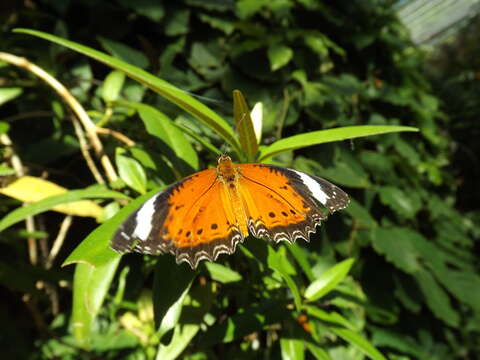 Cethosia penthesilea Cramer 1777 resmi