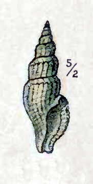 Image of Kurtziella dorvilliae (Reeve 1845)