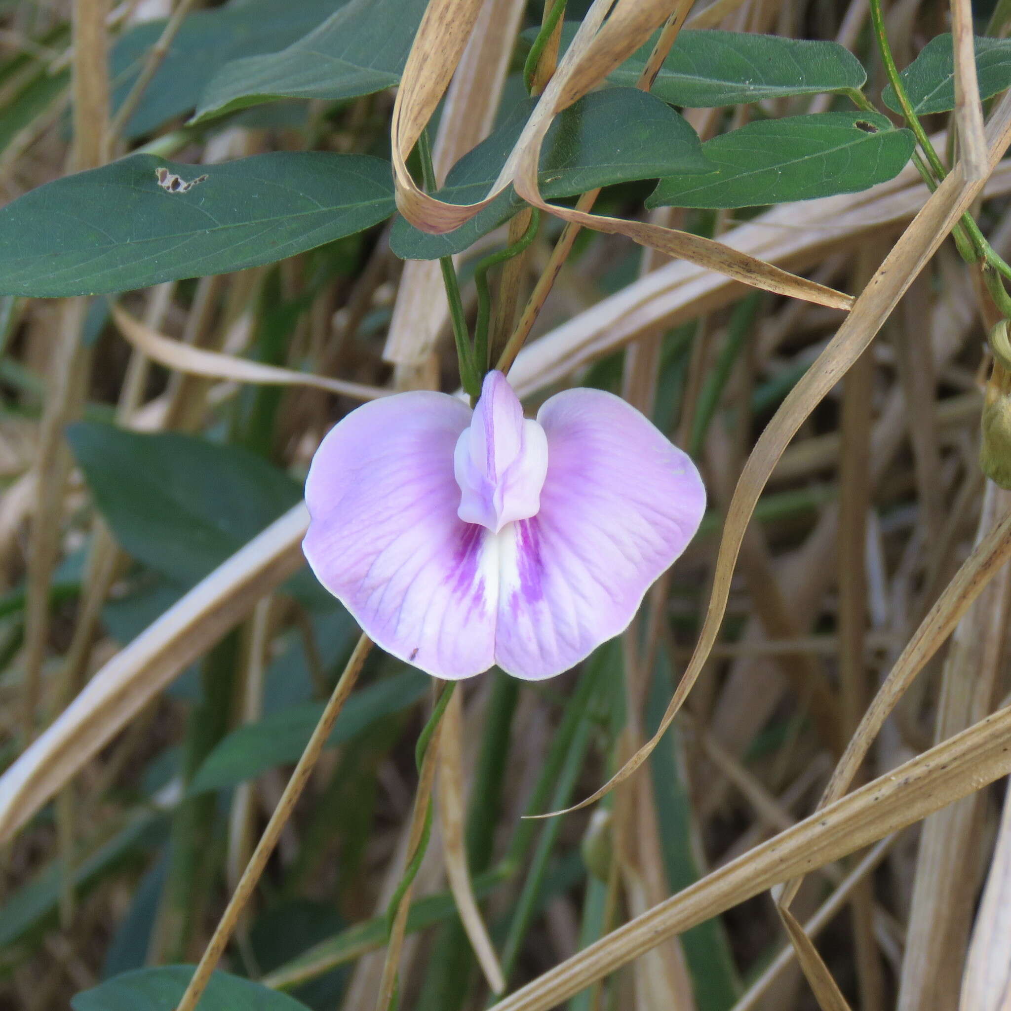 Image of soft butterfly pea