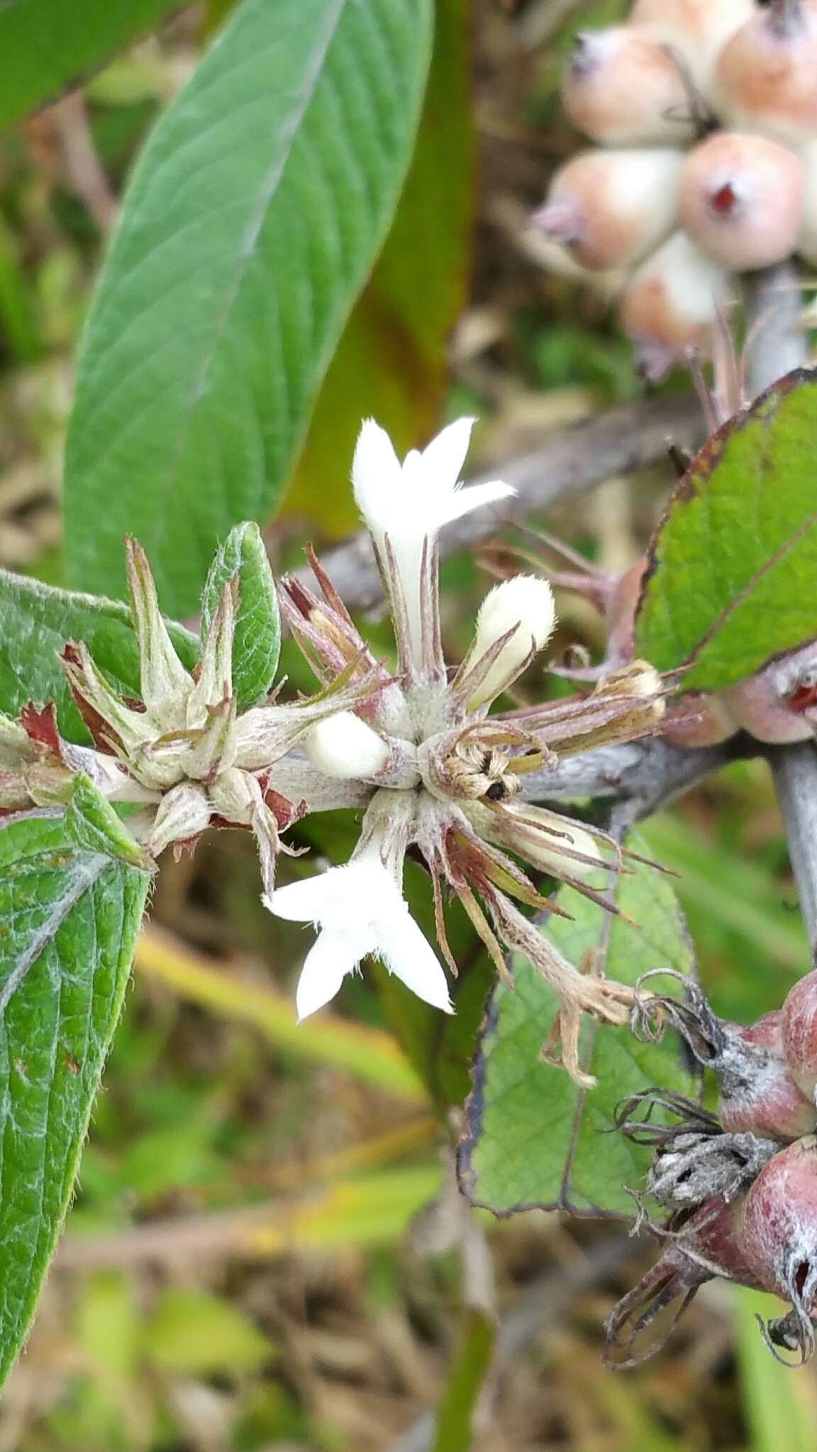 Image de Sabicea diversifolia Pers.