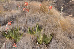 Image de Aloe deltoideodonta Baker