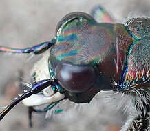 Image of Northern dune tiger beetle