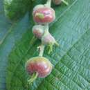 صورة Alchornea sidifolia Müll. Arg.