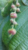 Image of Alchornea sidifolia Müll. Arg.