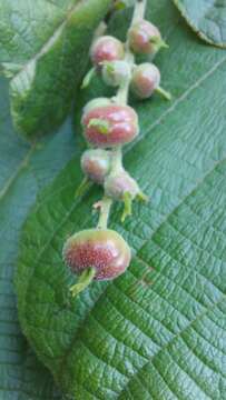 صورة Alchornea sidifolia Müll. Arg.