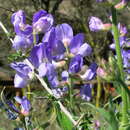 Image of <i>Lathyrus <i>pubescens</i></i> f. pubescens