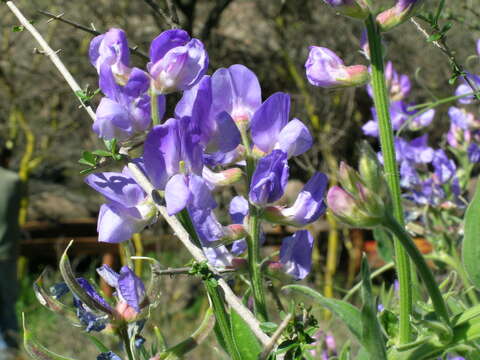 Imagem de <i>Lathyrus <i>pubescens</i></i> f. pubescens