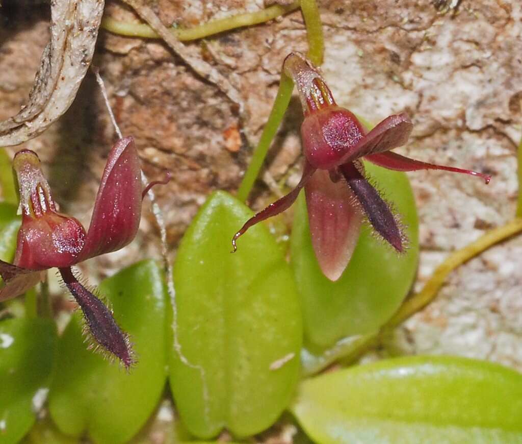 Sivun Bulbophyllum macphersonii Rupp kuva