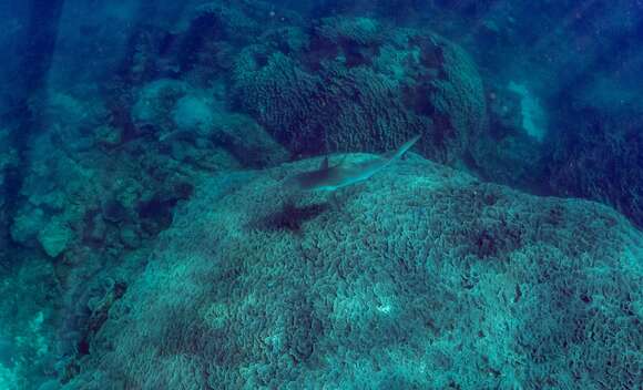 Image of Gray Reef Shark