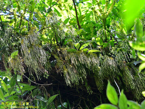 Image of tassel fern