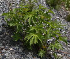 Plancia ëd Filipendula palmata (Pall.) Maxim.