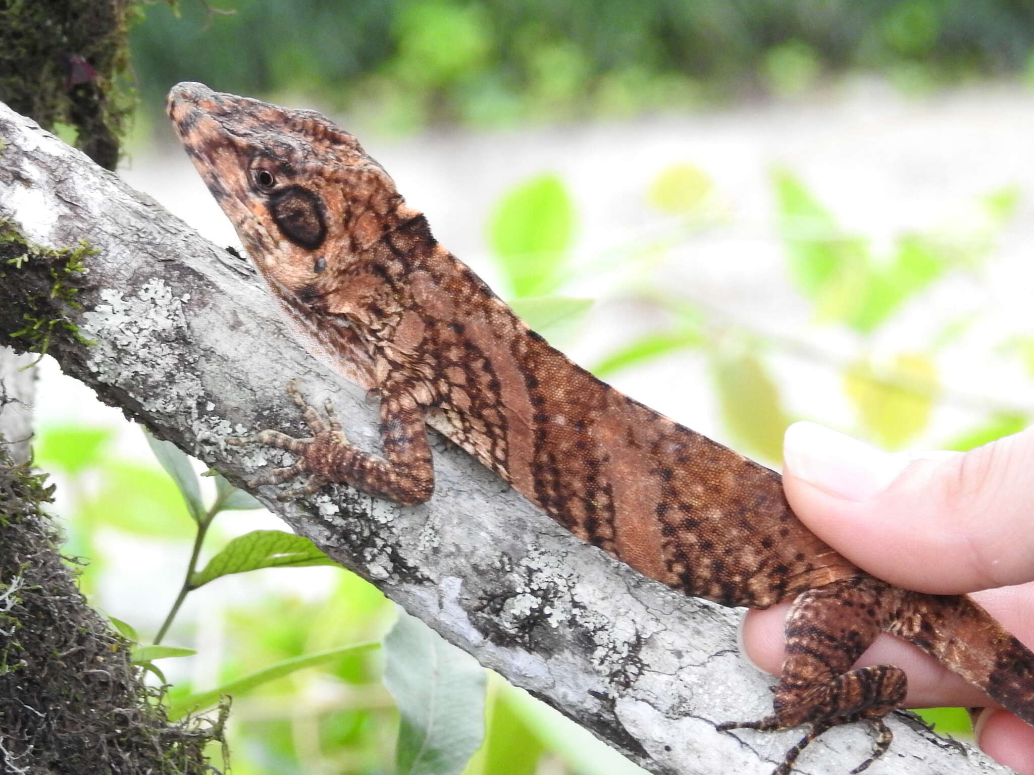 Image of Anolis savagei Poe & Ryan 2017