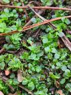 Image of many-fruited thyme-moss