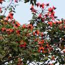 صورة Erythrina subumbrans (Hassk.) Merr.