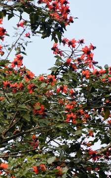 صورة Erythrina subumbrans (Hassk.) Merr.