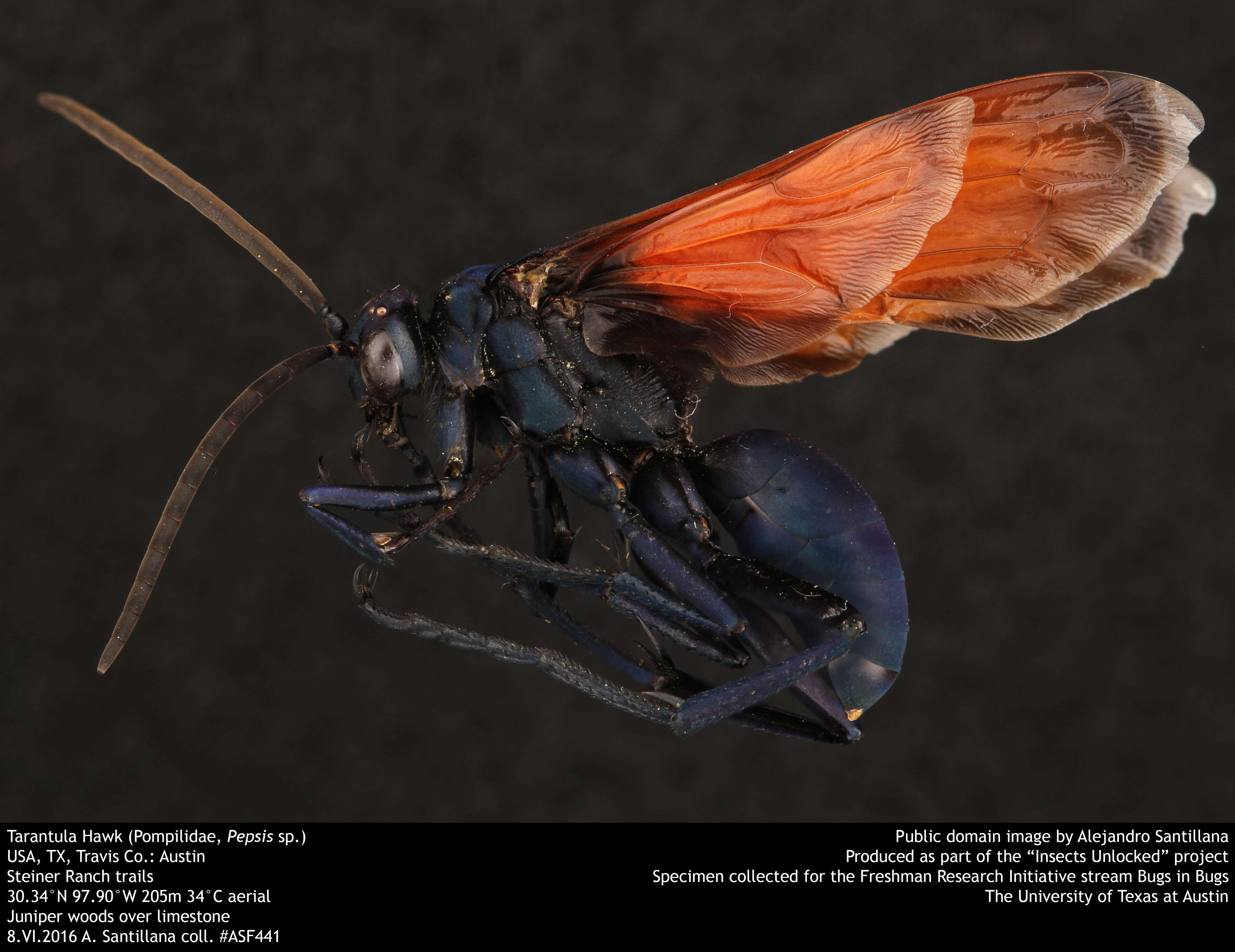 Image of Tarantula Hawks