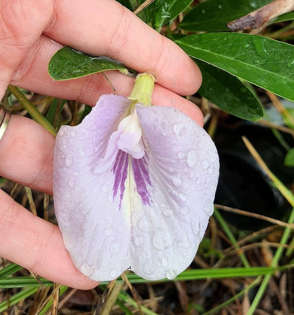 Image de Clitoria laurifolia Poir.