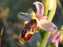 Image of Ophrys scolopax subsp. scolopax