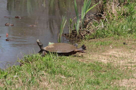 Image of American Red-bellied Turtle