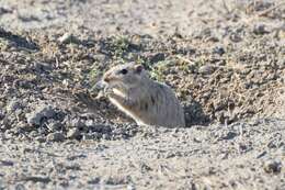 Image of Great Gerbil