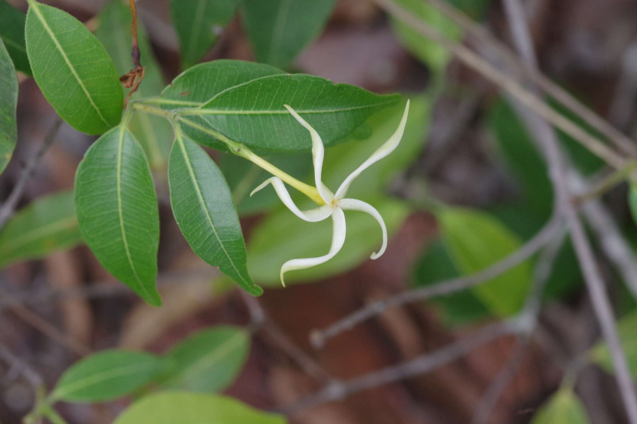 Landolphia camptoloba (K. Schum.) Pichon的圖片