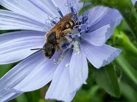 Image of Halictus scabiosae (Rossi 1790)