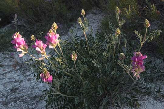 Plancia ëd Hedysarum ucrainicum Kaschm.