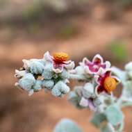 Image of Chenopodium curvispicatum P. G. Wilson