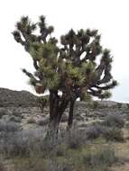 Слика од Yucca brevifolia var. brevifolia