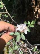 Imagem de Rhododendron adamsii Rehder