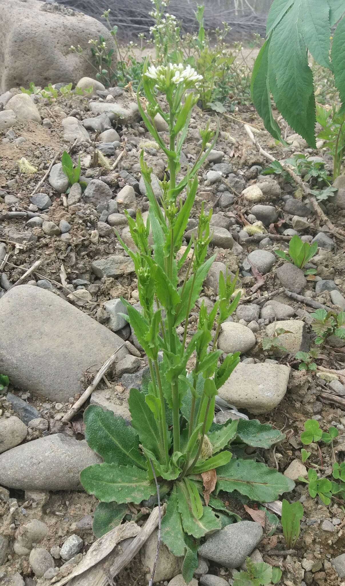 Image of Arabis stelleri DC.